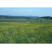 Blick v. Ryžovna zum Fichtelberg (1215 m)