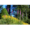 Roter Fingerhut (Digitalis purpurea)